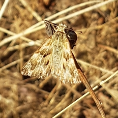 Carcharodus