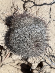 Mammillaria hutchisoniana hutchisoniana