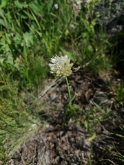 Allium flavidum