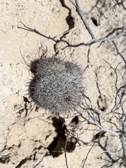 Mammillaria hutchisoniana hutchisoniana