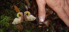 Automeris zugana