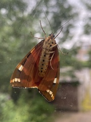 Euplagia quadripunctaria