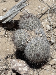 Mammillaria hutchisoniana