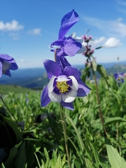Aquilegia jucunda