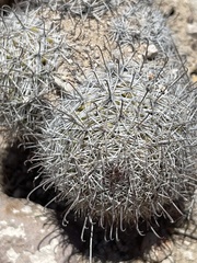 Mammillaria hutchisoniana