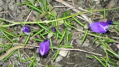 Crocus vernus