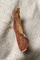 Apache californicum
