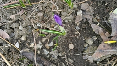 Crocus vernus