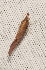 Apache californicum