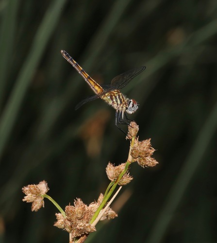 Blue Dasher photographed in Nevada