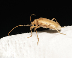 Centrodera
