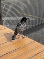 Sturnus vulgaris