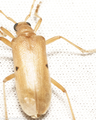 Centrodera