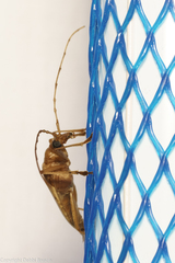 Centrodera