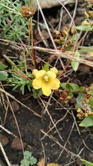 Alectra sessiliflora sessiliflora
