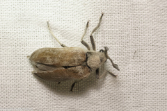 Sandalus californicus