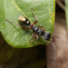 Myrmecia chrysogaster