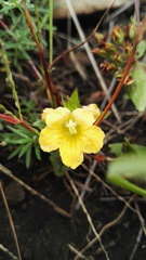Alectra sessiliflora sessiliflora