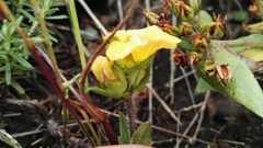 Alectra sessiliflora sessiliflora