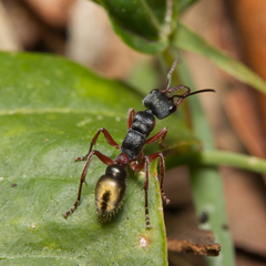 Myrmecia chrysogaster