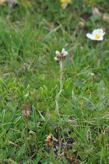 Antennaria carpatica
