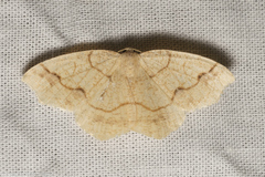 Nematocampa brehmeata
