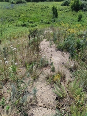 Marmota kastschenkoi