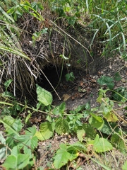 Marmota kastschenkoi