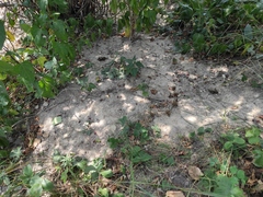 Marmota kastschenkoi