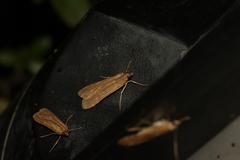 Nomophila noctuella