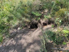 Marmota kastschenkoi