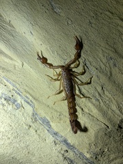 Vaejovis intermedius