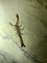 Vaejovis intermedius