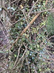 Metrosideros perforata