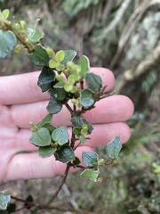 Metrosideros perforata