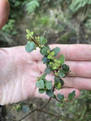 Metrosideros perforata