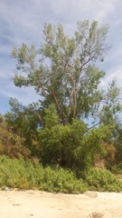 Populus brandegeei