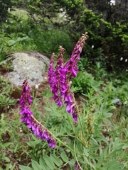 Hedysarum theinum
