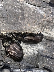 Adelium tenebrioides