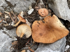 Bonomyces