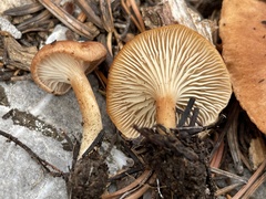 Bonomyces