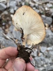 Bonomyces