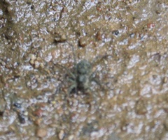 Lycosidae