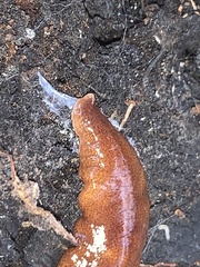 Australopacifica mortoni