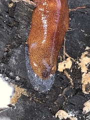 Australopacifica mortoni