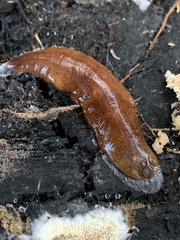 Australopacifica mortoni