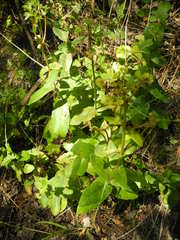 Hylotelephium maximum maximum