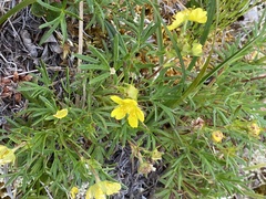 Potentilla biflora