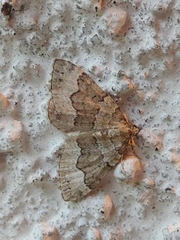 Colostygia aptata