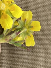 Potentilla biflora